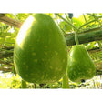 Bengali Squash 1Lb