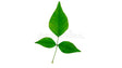 Bilva Patra / Koovalam Leaves For Shiva Ratri 3 Pc ) - 1 Pack