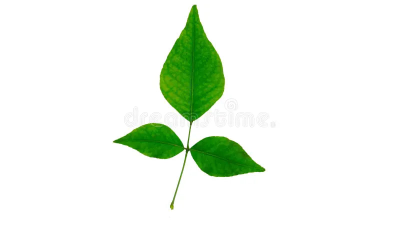 Bilva Patra / Koovalam Leaves For Shiva Ratri 3 Pc ) - 1 Pack