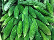 Bitter Gourd / Karela / Pavakkai - 1 Lb