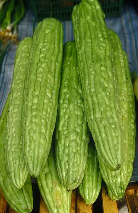 Bittermelon Chineese -1Lb