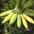 Burro Banana 1Lb