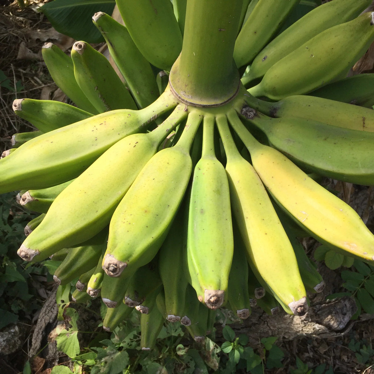 Burro Banana 1Lb