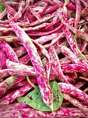 Canberry Beans - 1Lb