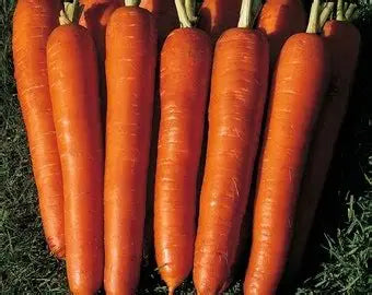 Carrot Jumbo 1Lb