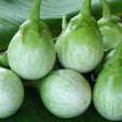 Green Round Eggplant 1Lb