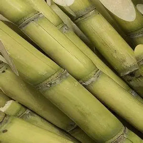 Green Sugarcane (Cut) Aprx. 18 Inc
