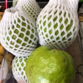 Guava- Thai 0.5 Lb