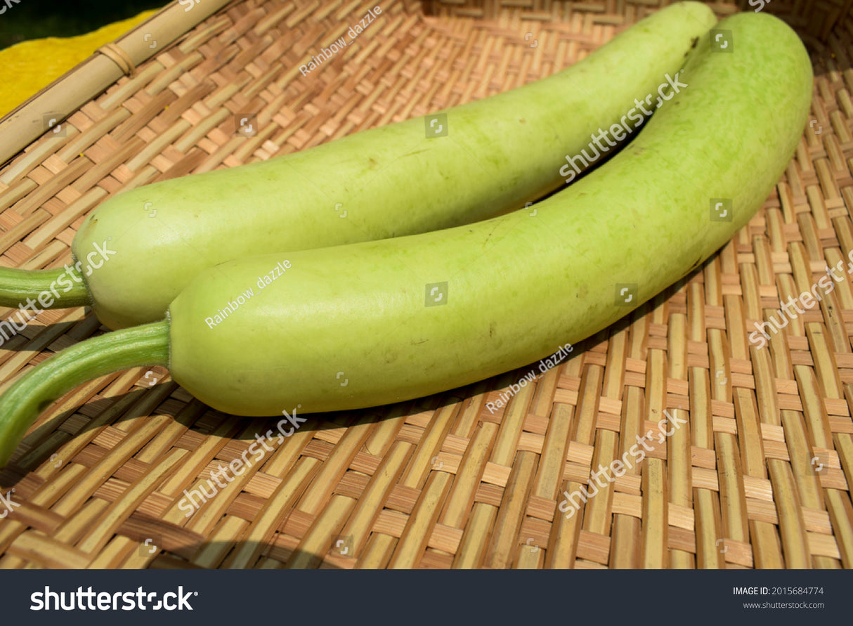 Indian Long Squash 1Ea