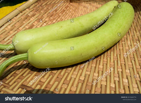 Indian Long Squash 1Ea