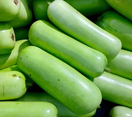 Long Squash- Oppo 1Ea