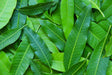 Mango Leaves - 5 Leaves