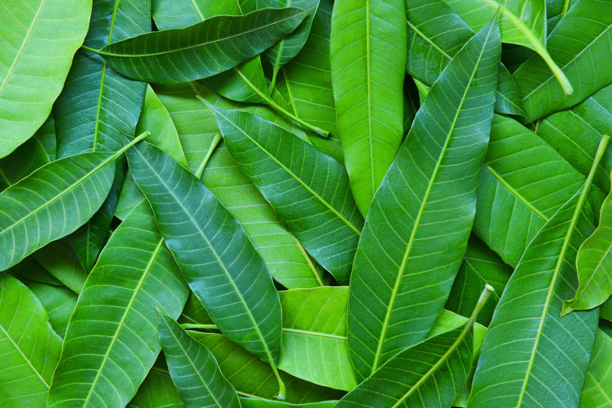 Mango Leaves - 5 Leaves