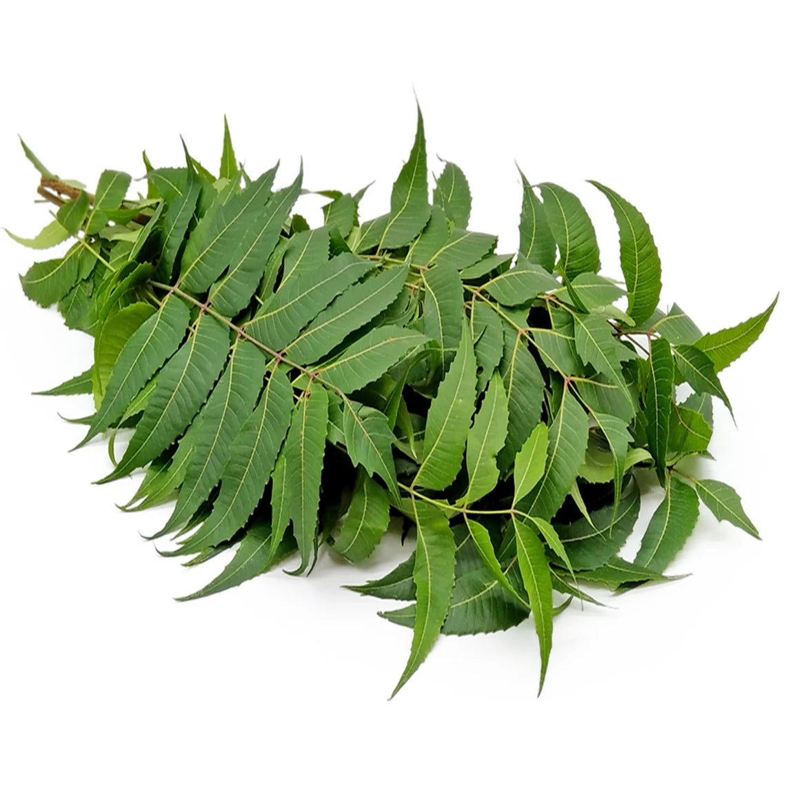 Neem Leaves- 5Pc - 1Pkt