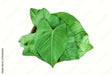 Patra Leaves 1Ea