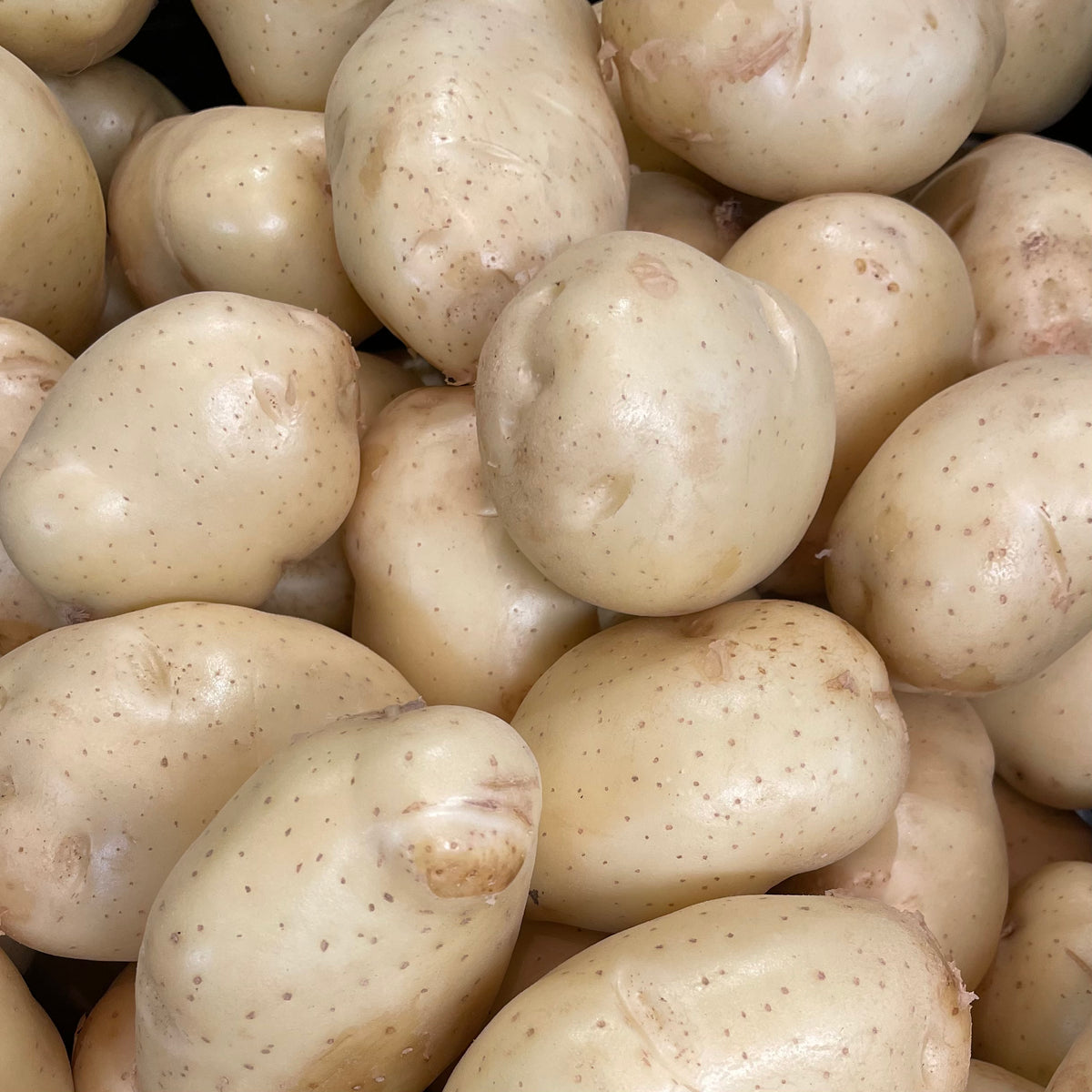 Potato White 10Lb