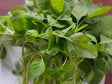 Thotakura 1 Bunch