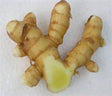 Turmeric (White)/Mango Ginger 0.25Lb