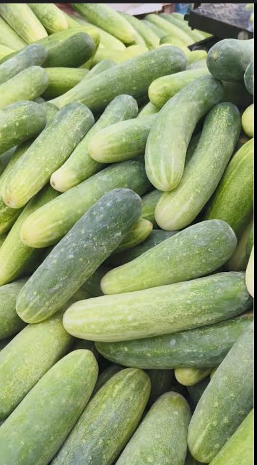 Cucumber -1Ea